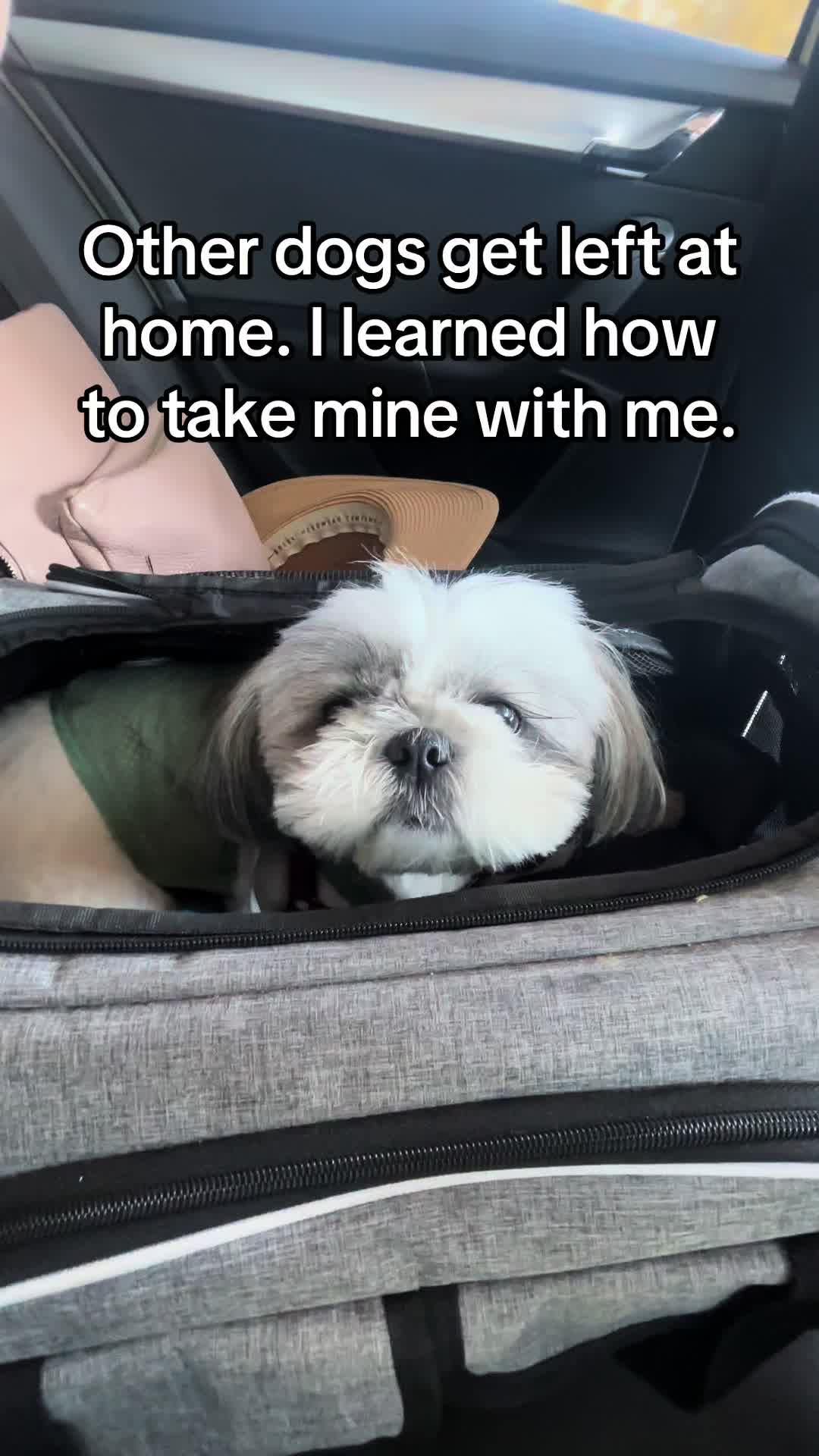 @Daisy | The Dog Travel App