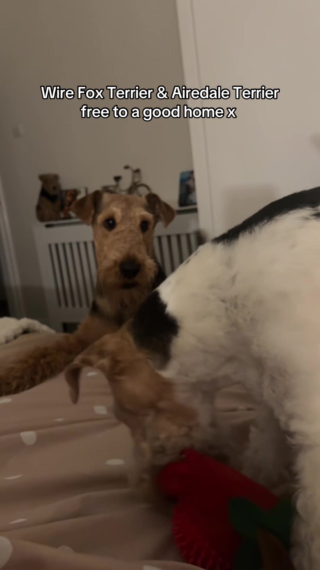 @Thefoxandtheairedale