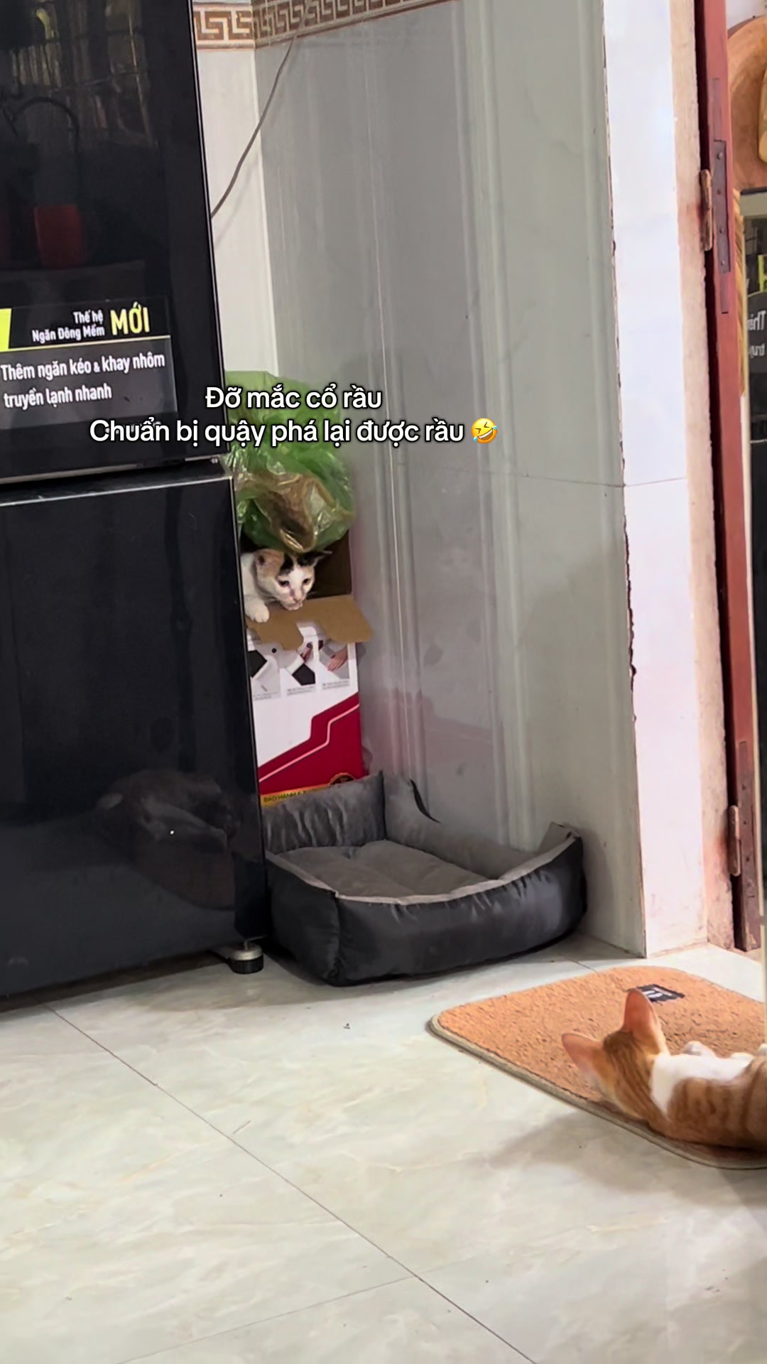 @Ba bé mèo và một bé chó