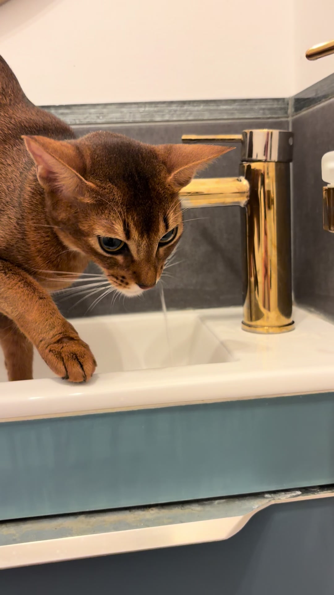 @Abyssinian cat UK