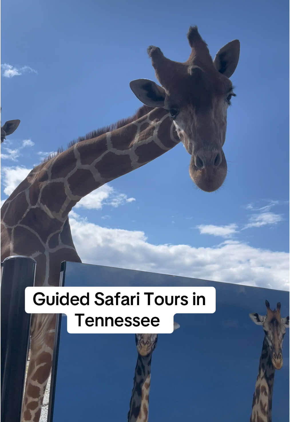 @southlandsafari