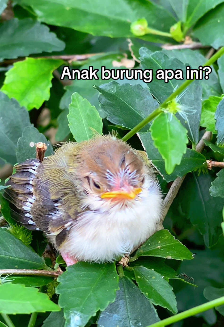 @GeDang Manuk