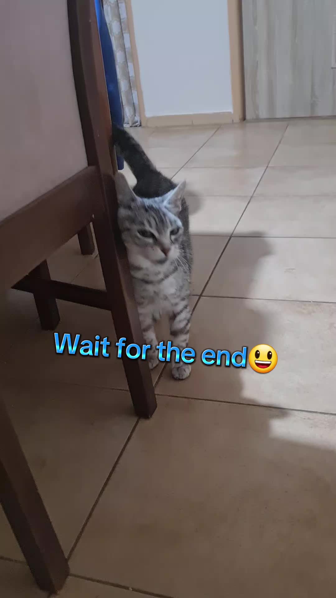 @Cat World