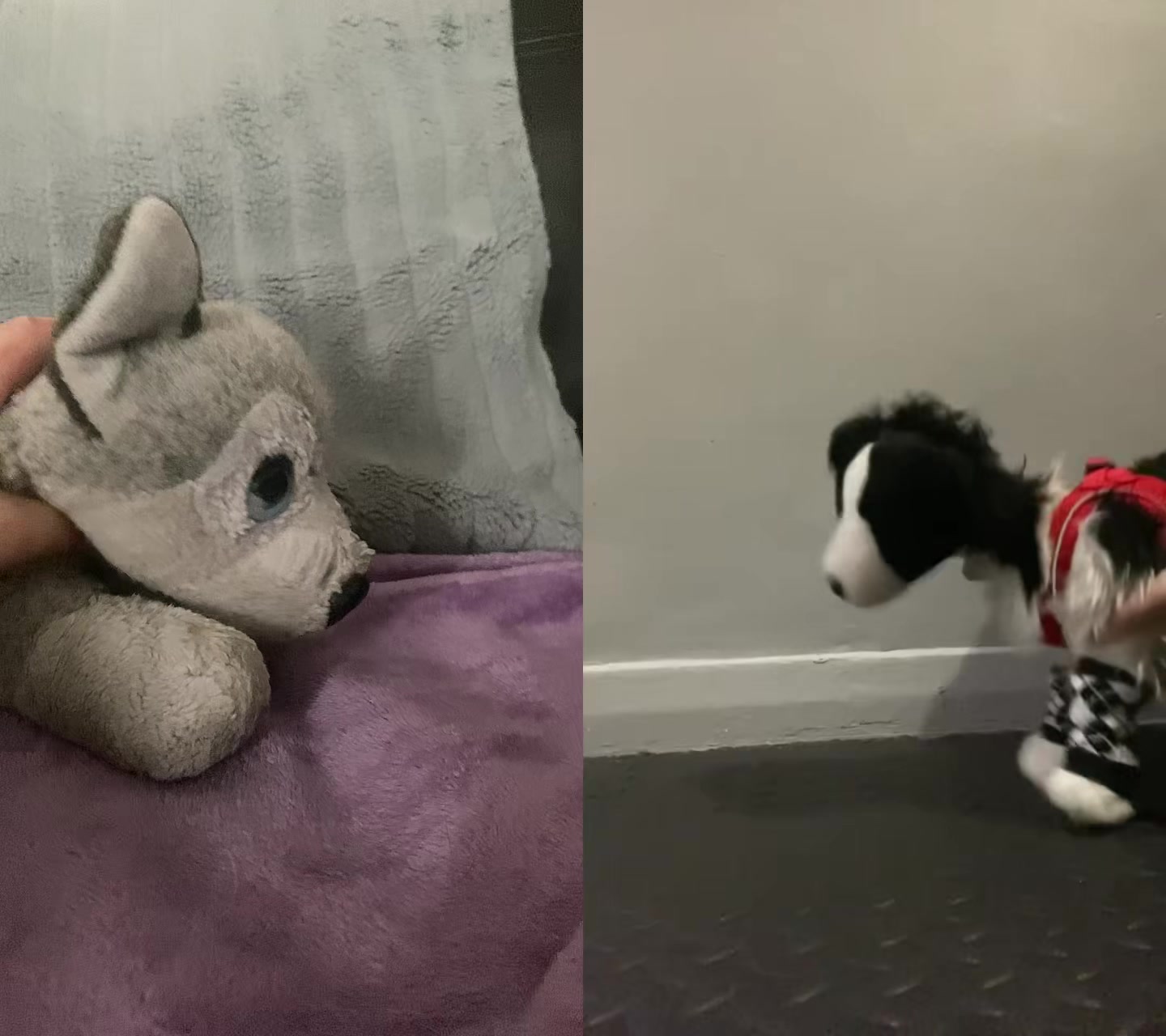 @Marla.woof woof