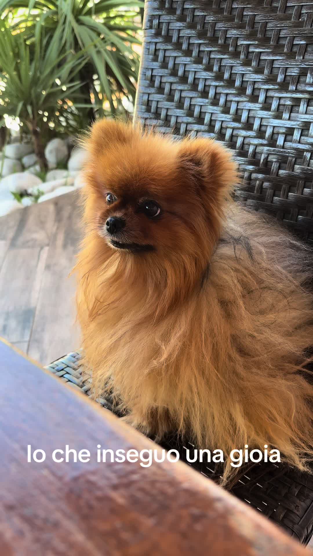@Flamy Pomerania