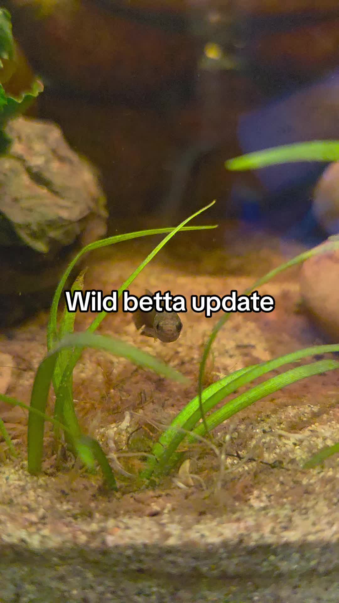 @ella aquatics