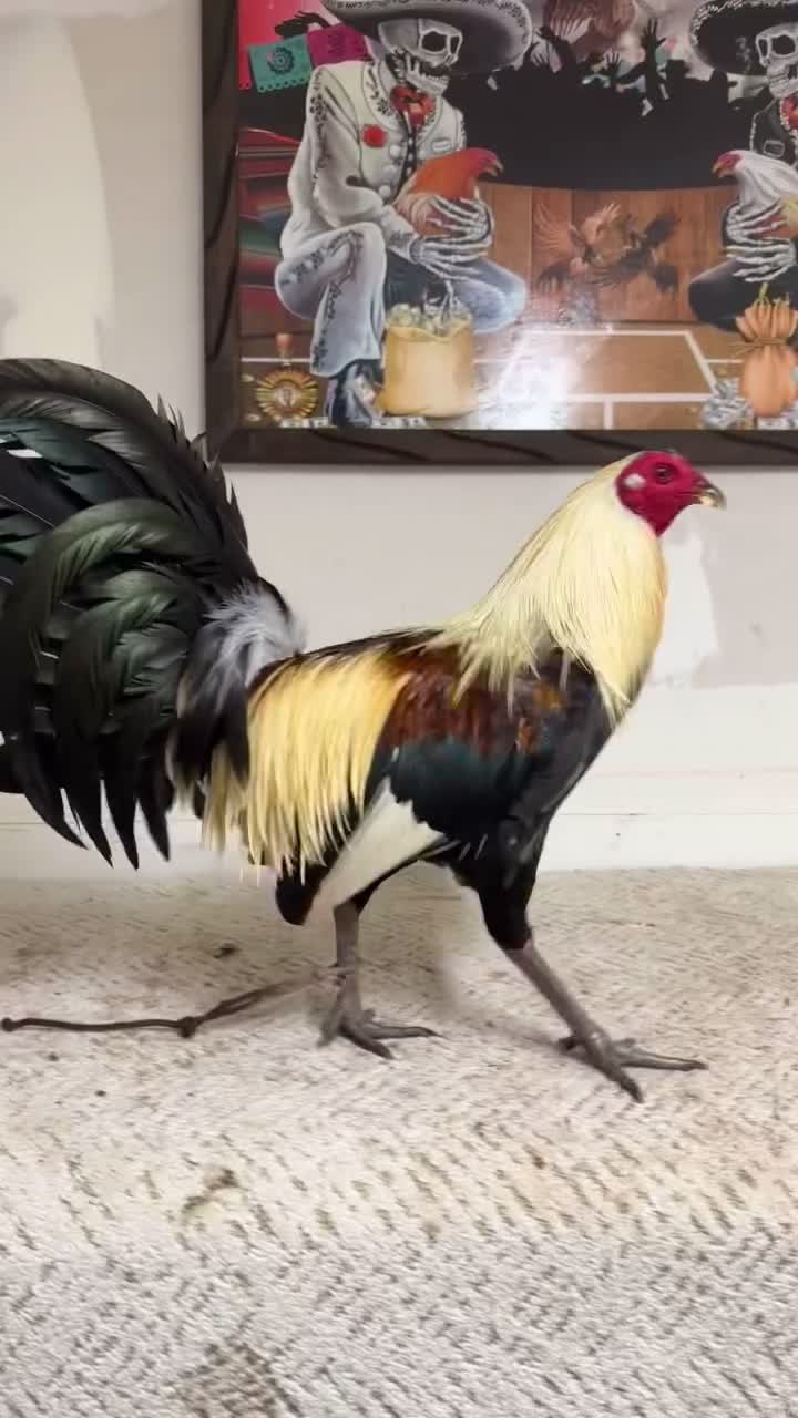 @Los Gallos Más Finos
