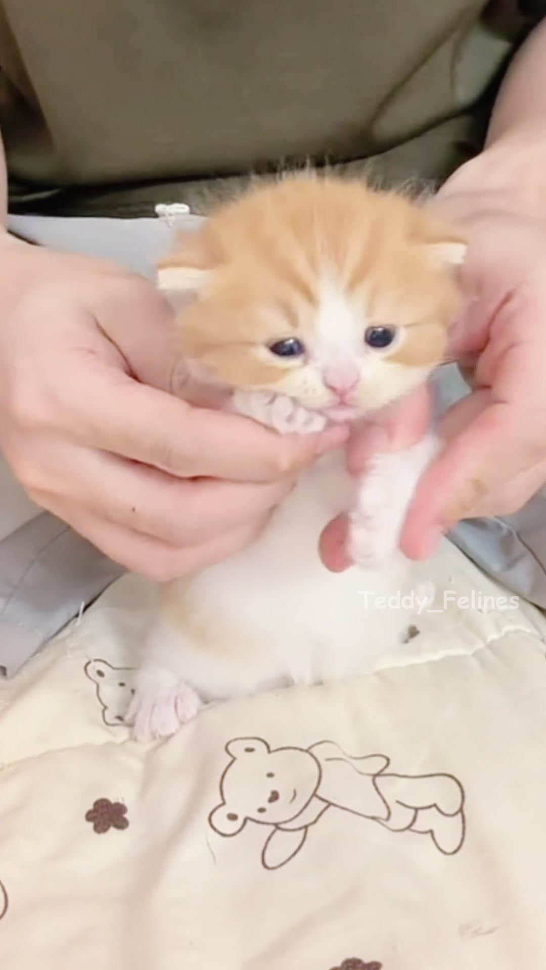 @Teddy_Felines 🧸🐾