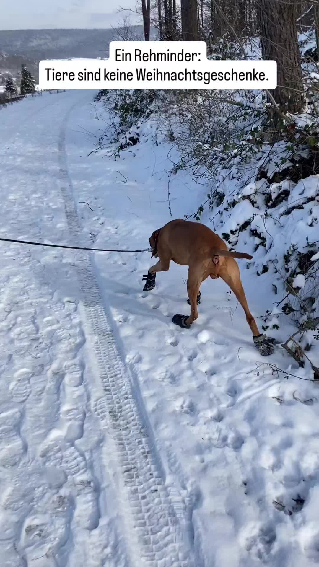 @PeanutundAponi🐶🐾