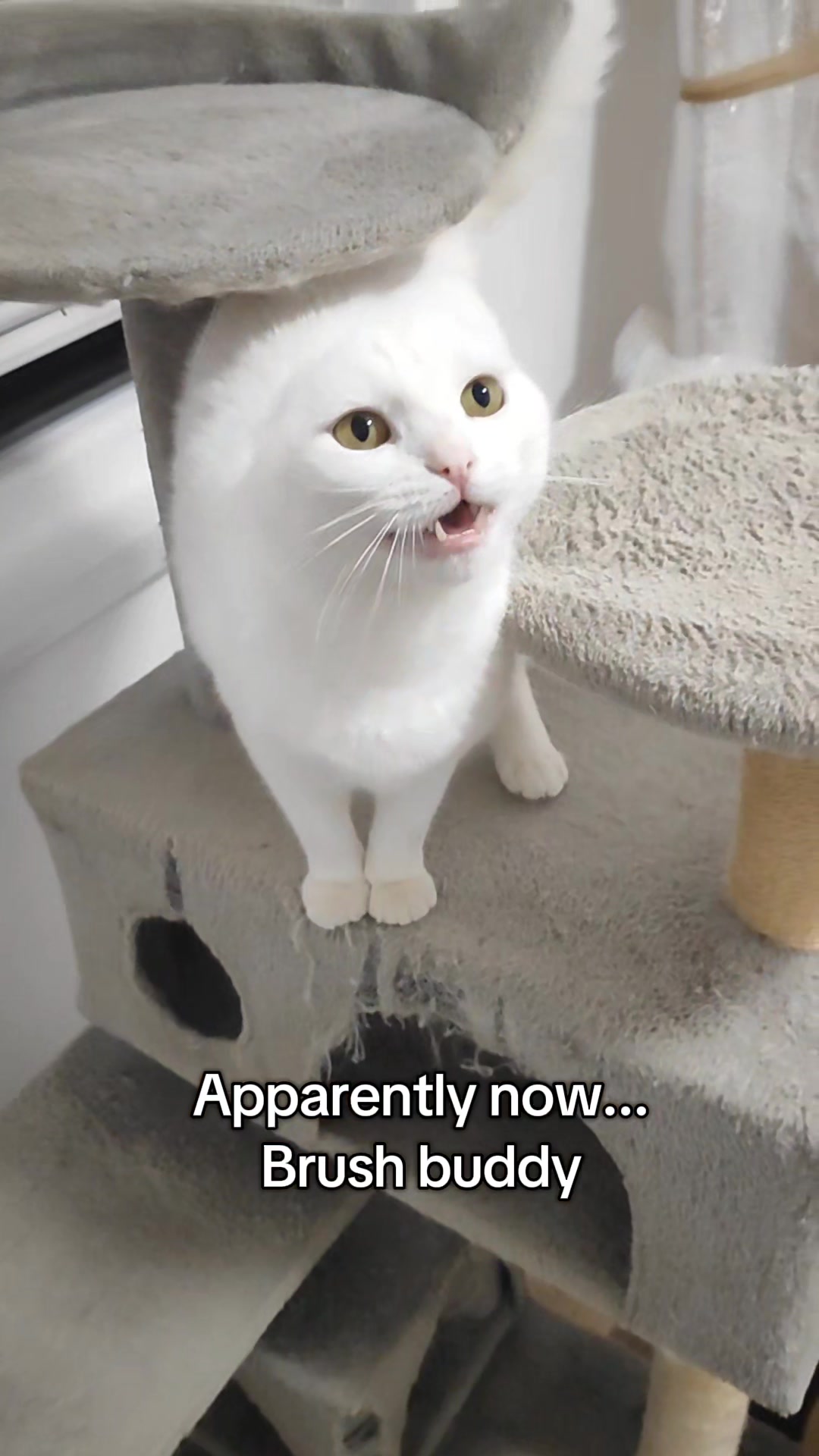 @Fluffy and Pixie