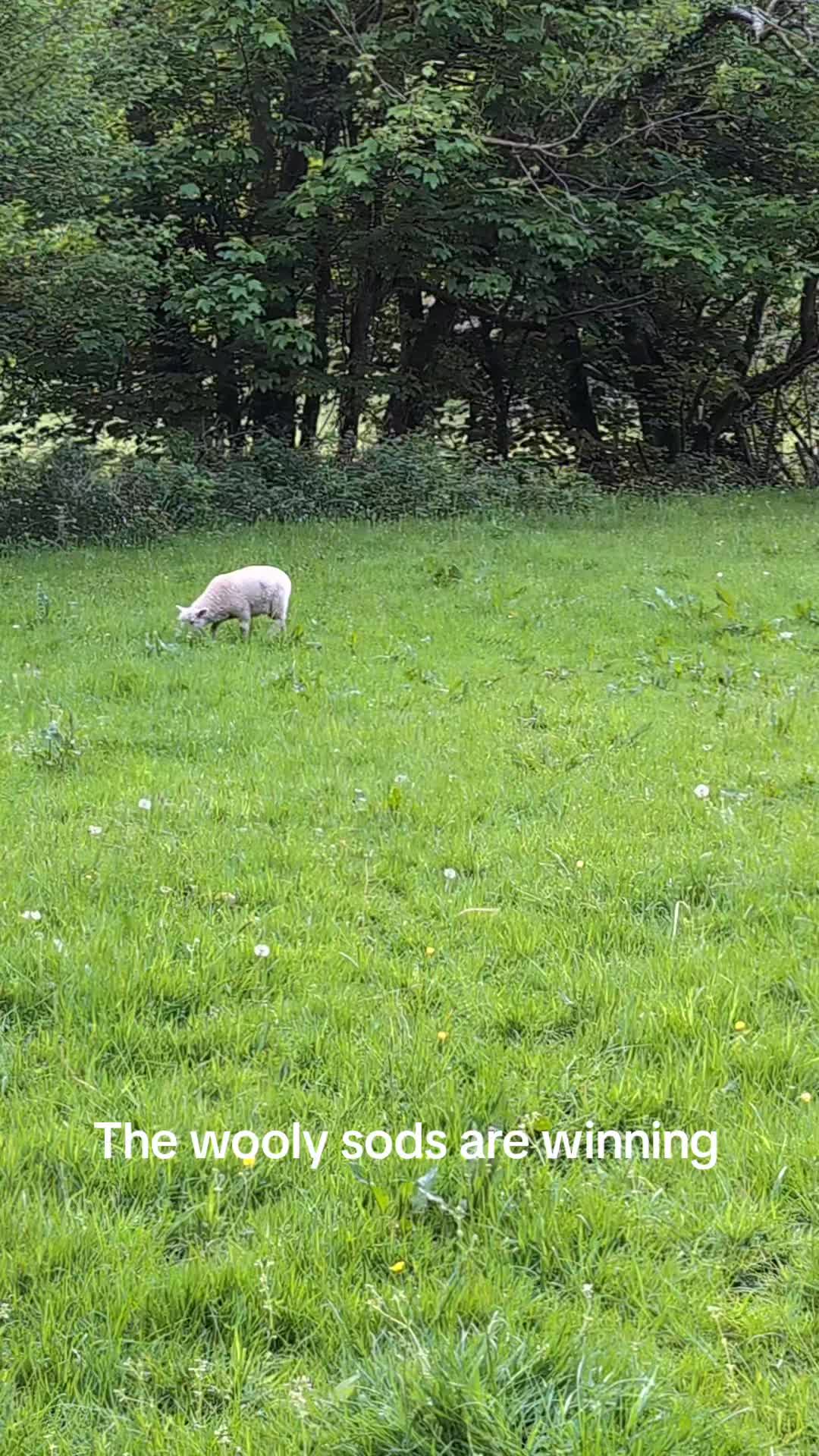 @Tomthedevonfarmer