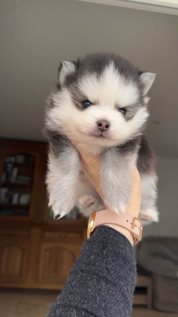 @MCO & POMSKY