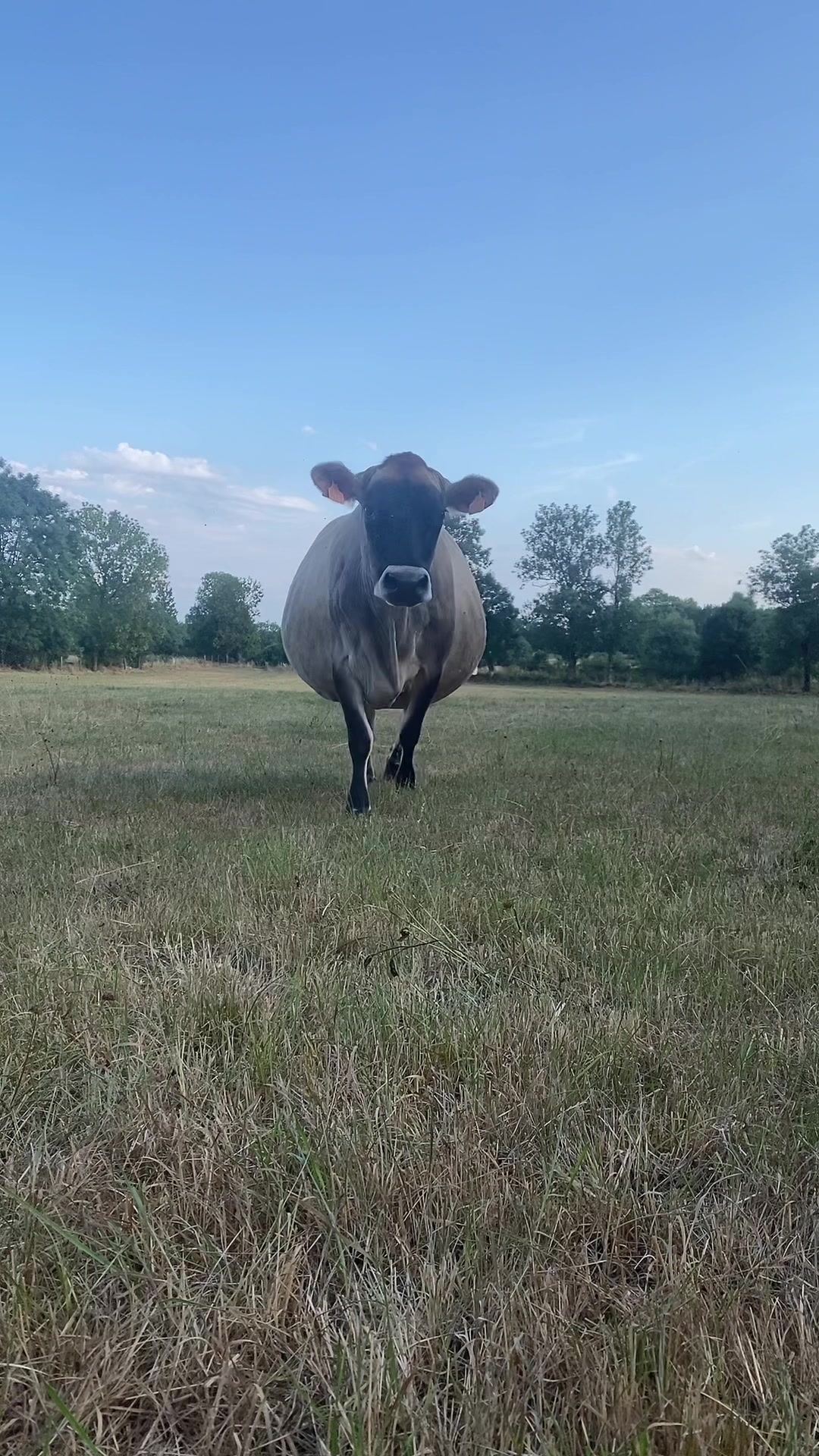 @Chloé 🌷🐮