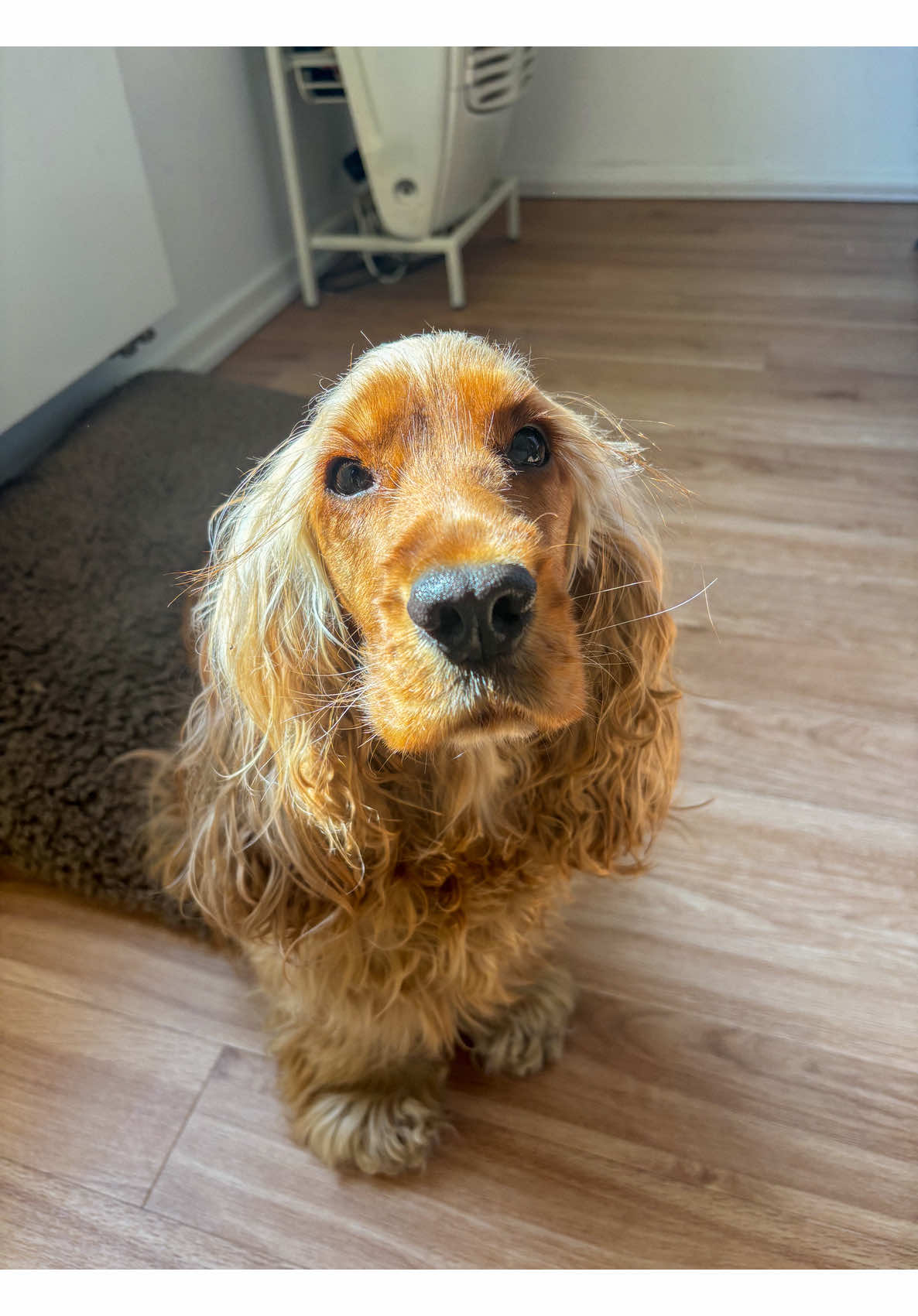 @Darla the Cocker