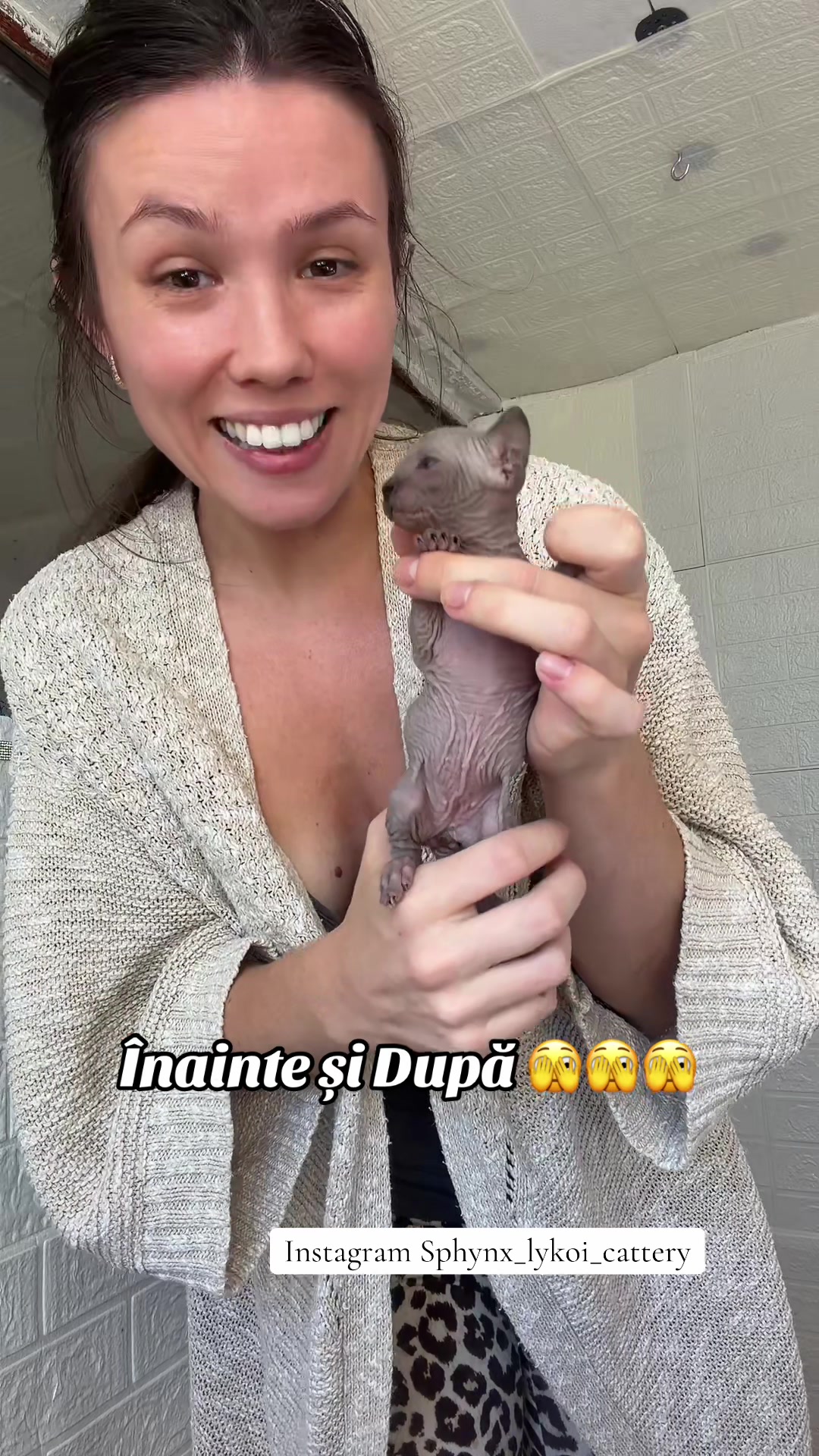 @Diana Ciortan Sphynx Romania