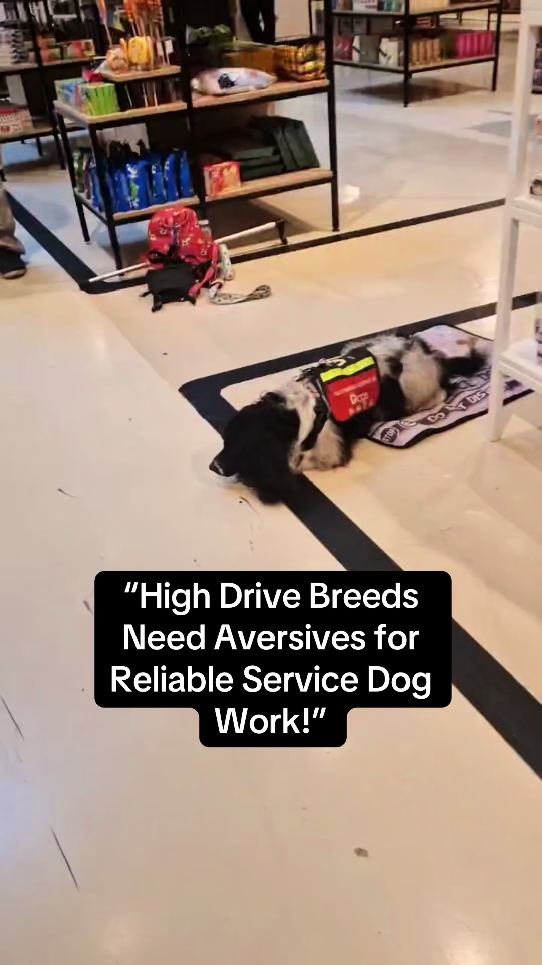 @Infinity Dogs CIC