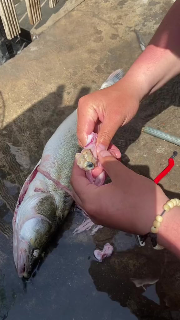 @Азиатский Странник🇰🇬🎣