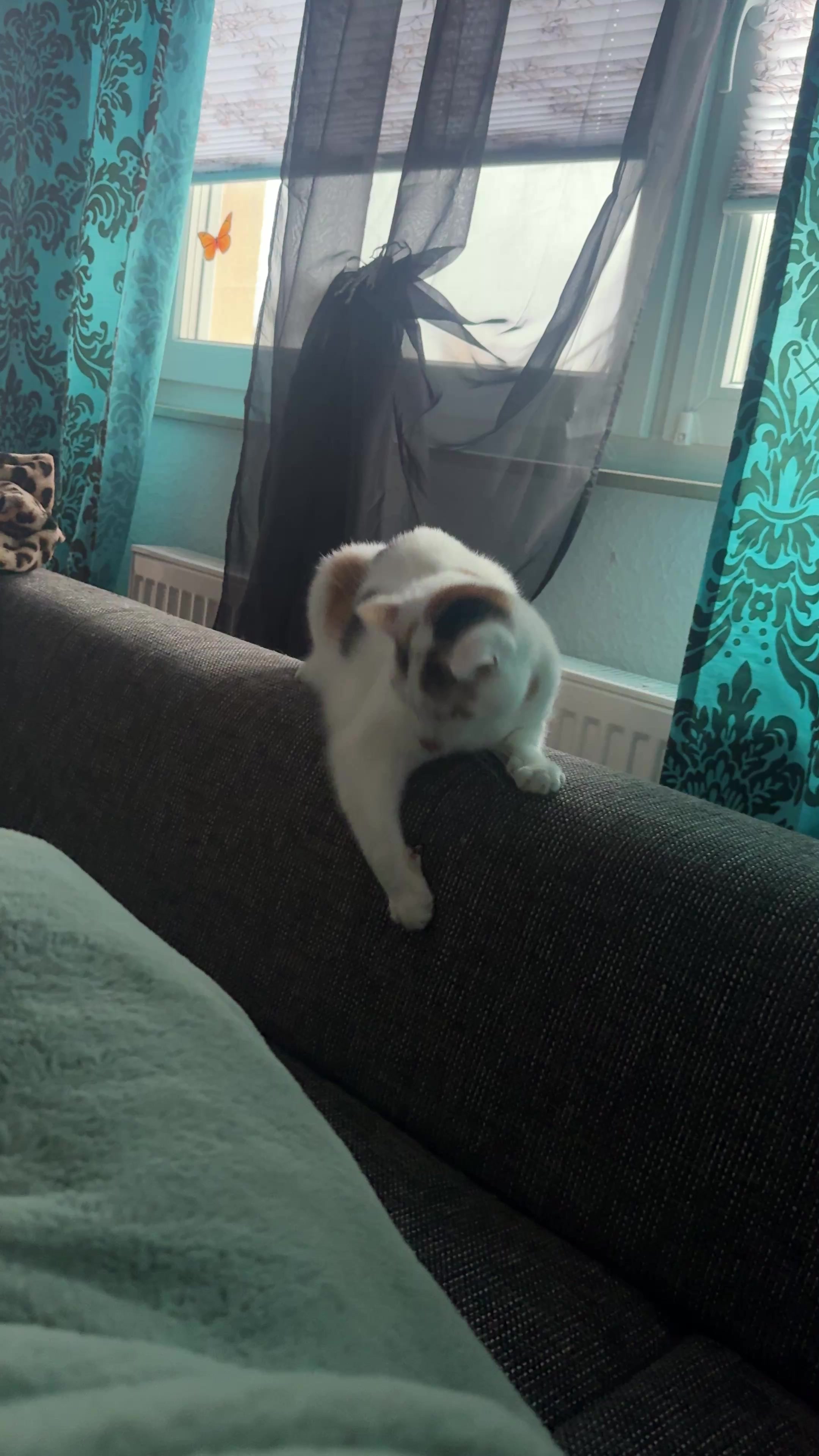 @Aileens_Katzen_Alltag