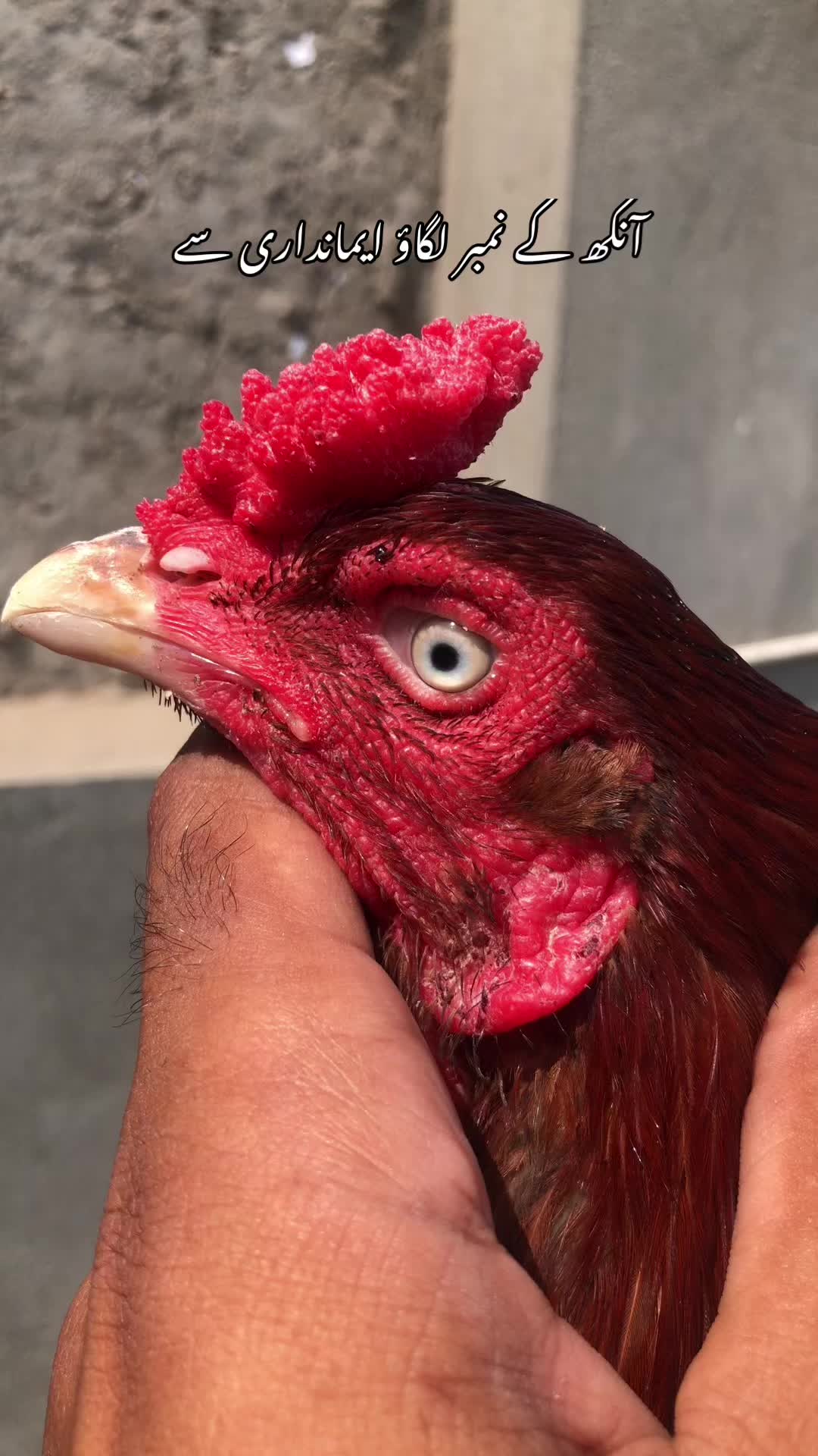 @Poultry Markaz