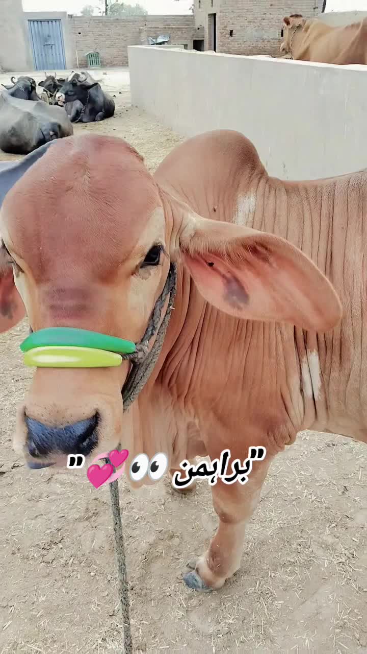 @The Brahmans Farming