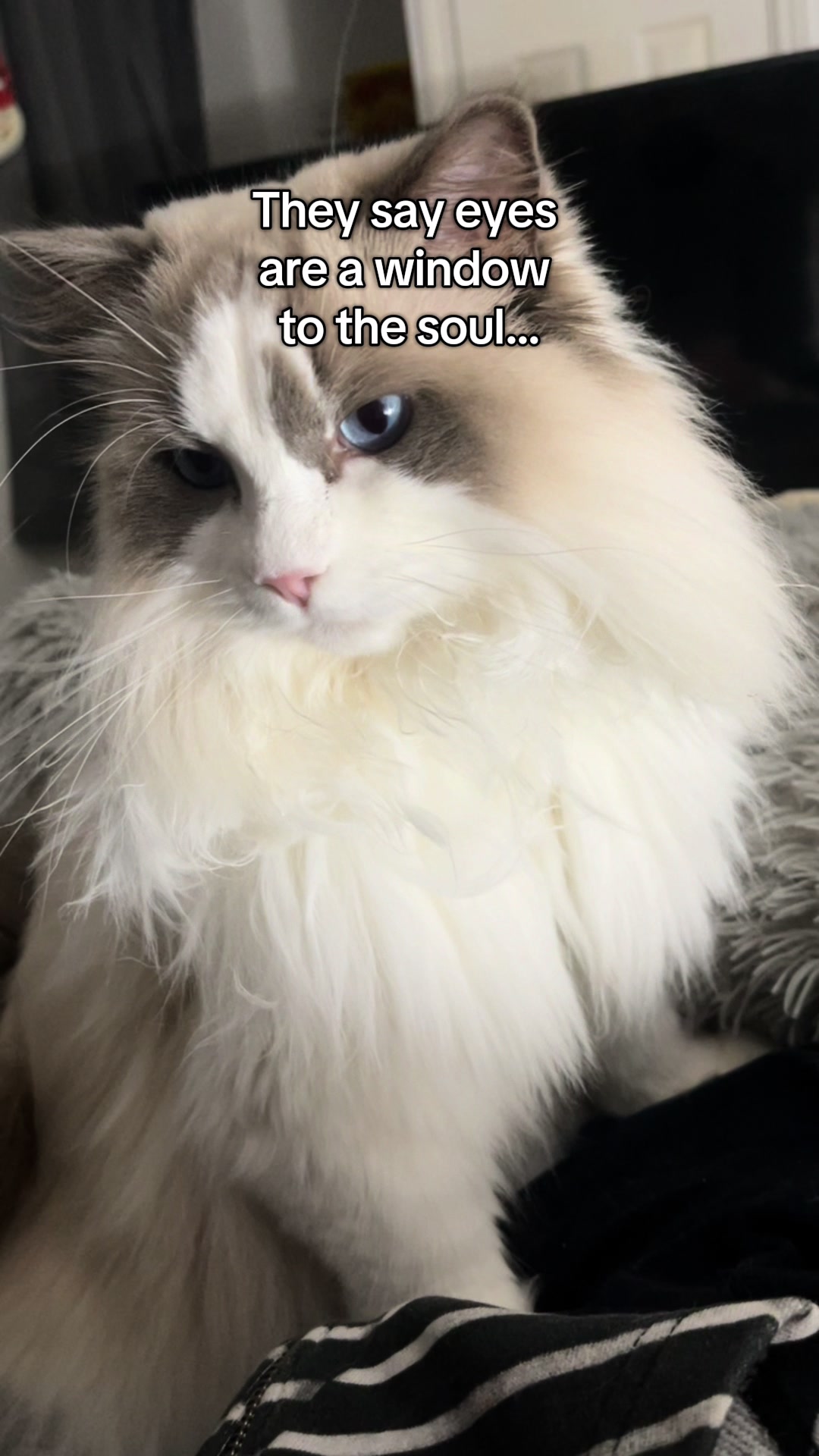 @TheFancyCatsWorld