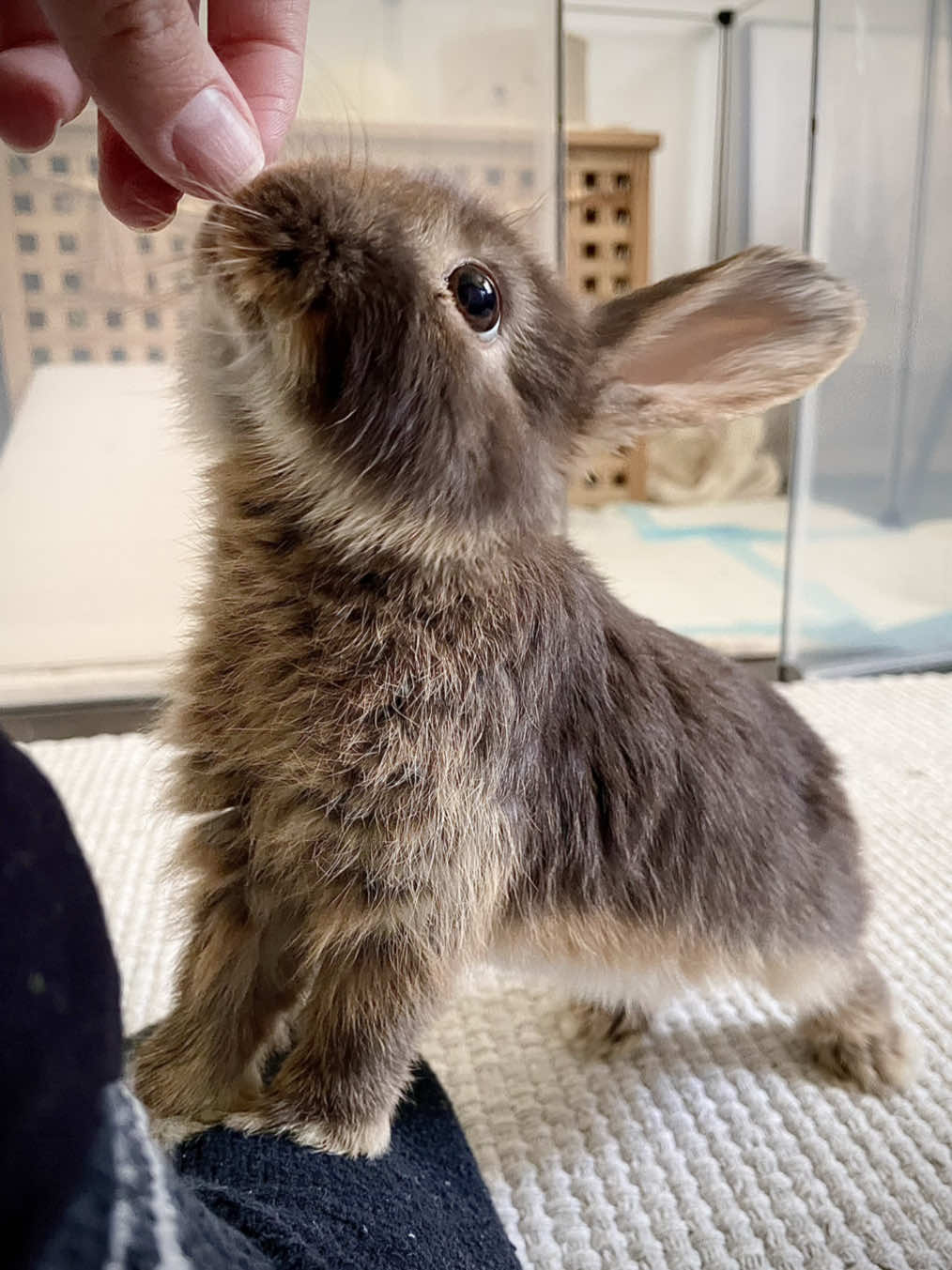 @Tiny bunny Arwen ✨