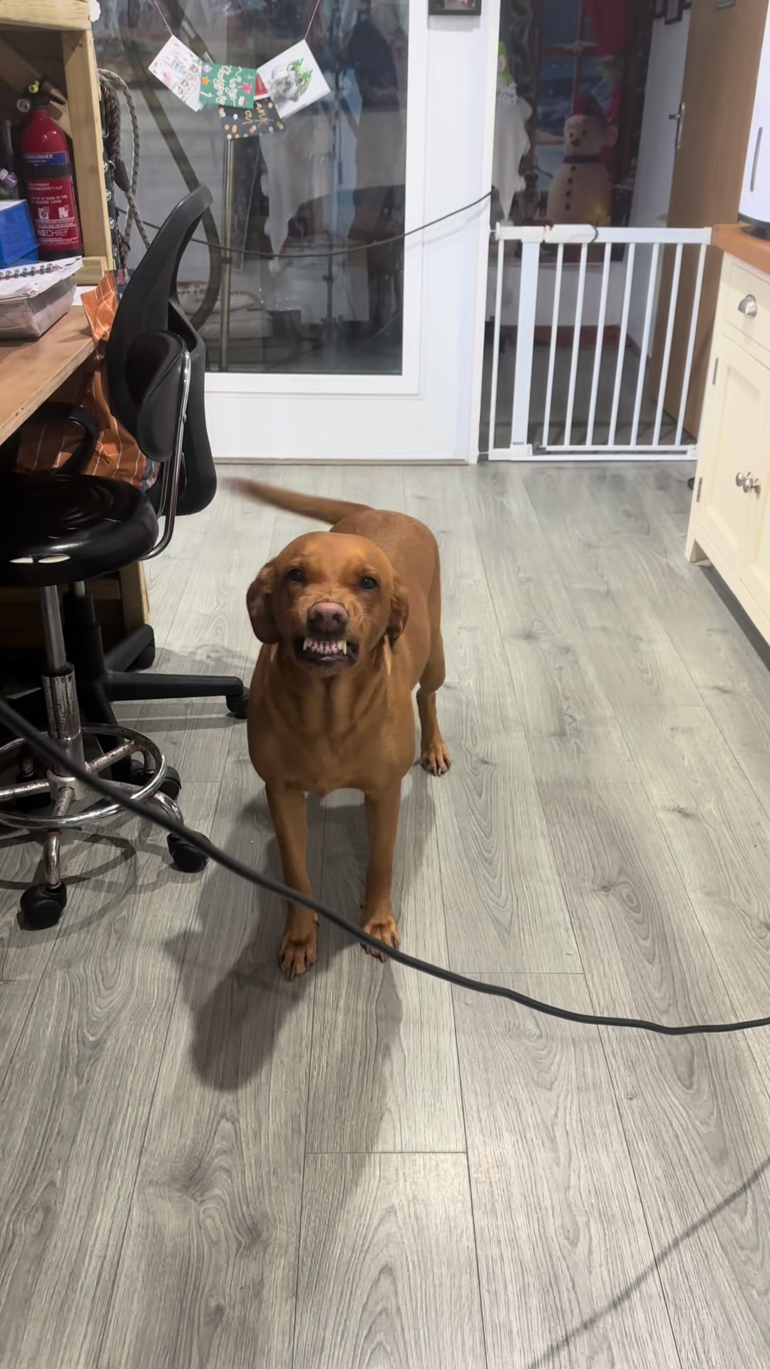 @madeleinesdoggrooming