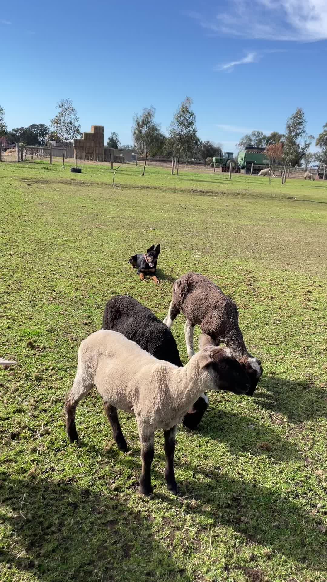 @SouthernDreamin Kelpie stud