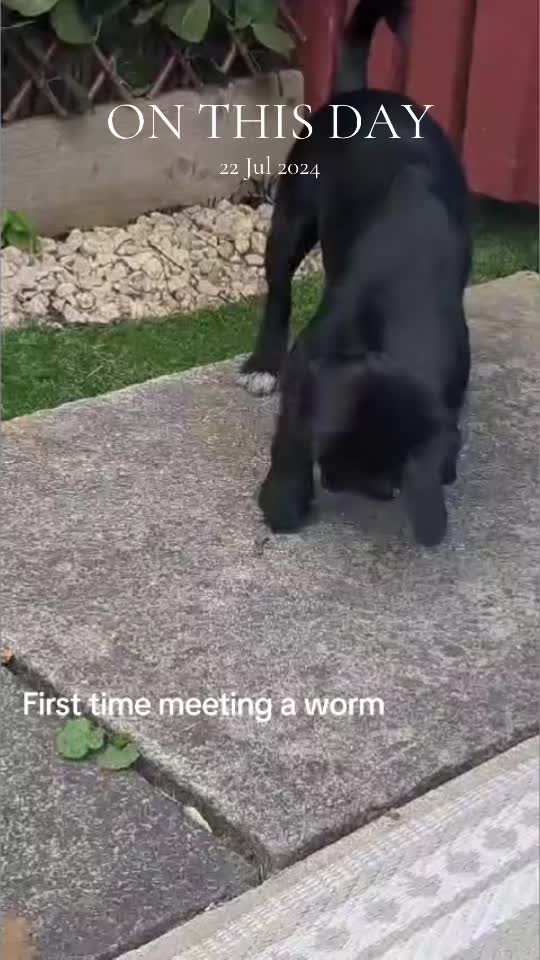 @Darcie the Jackapoo