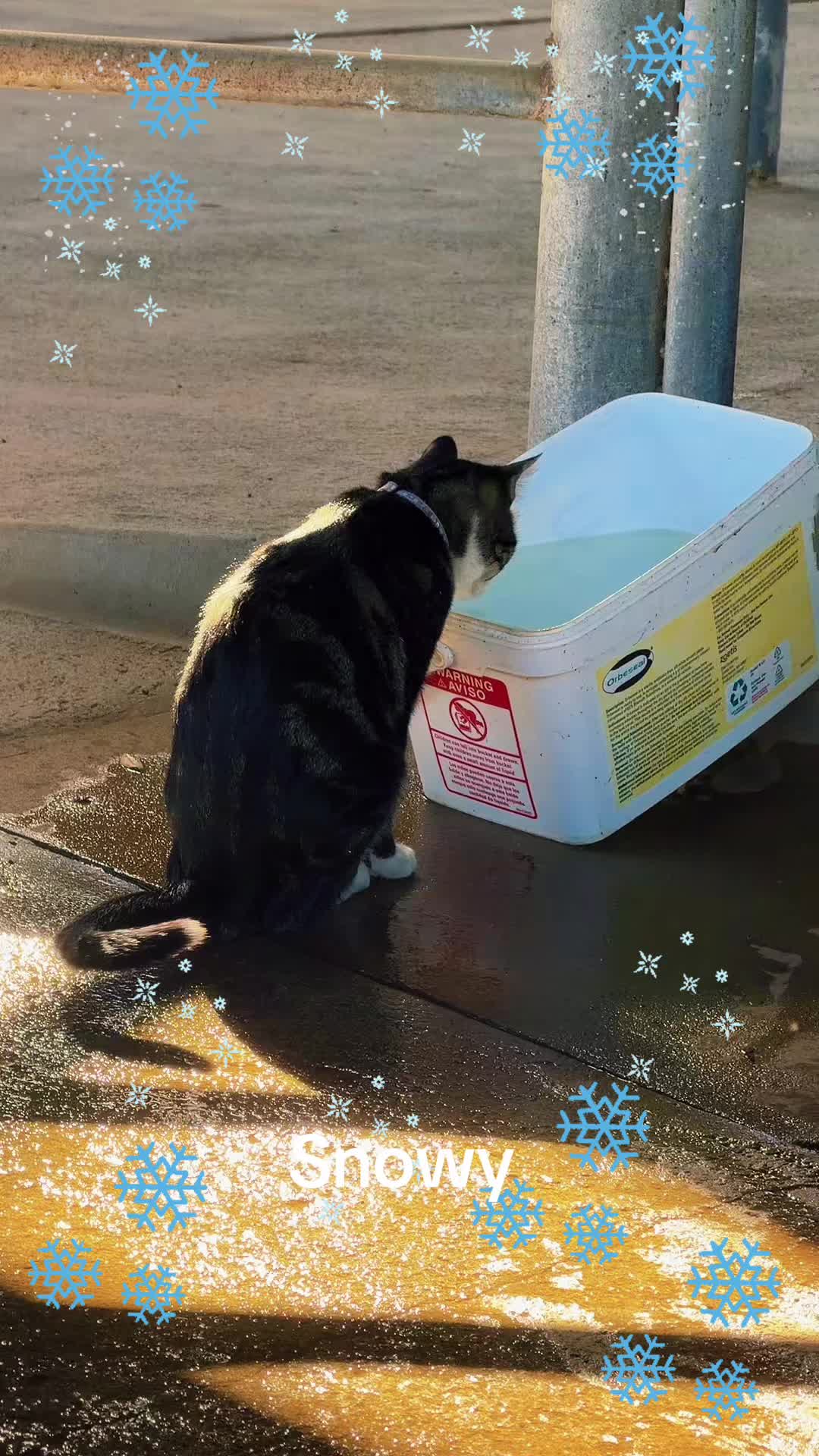 @Amri Gatitos