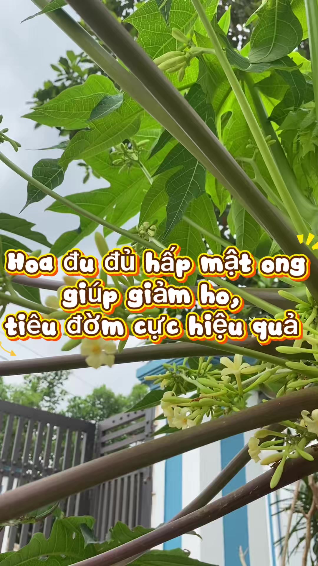 @C&ocirc; Dược Sĩ Duy&ecirc;n💊