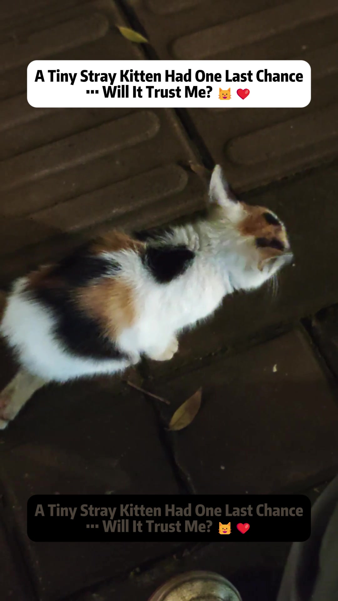 @Stray Cat Talkz