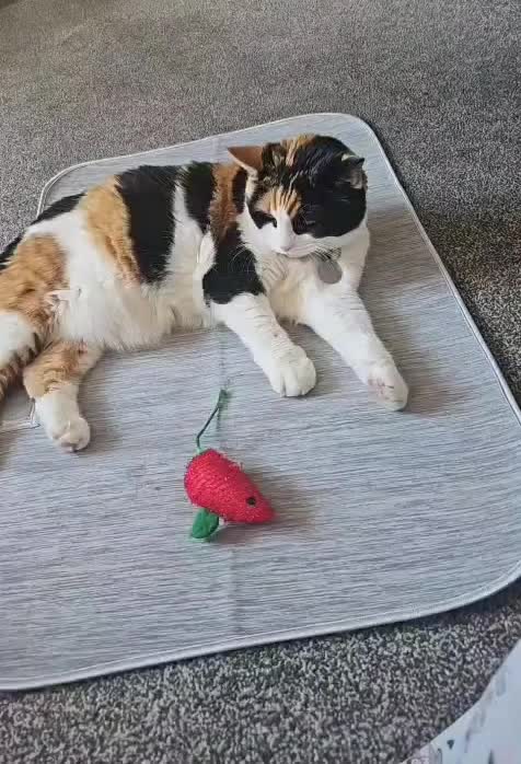 @🐾 LOLA CAT 🐾