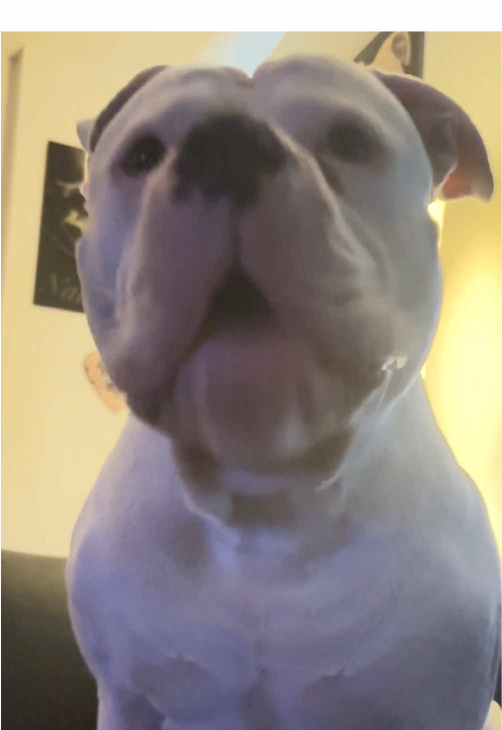 @daxter_the_bulldog