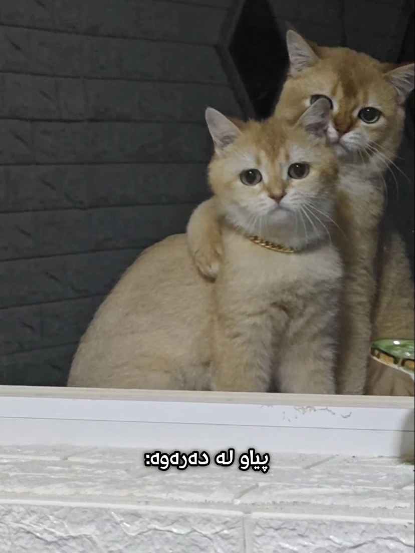 @سێ پشیلەکە🐾