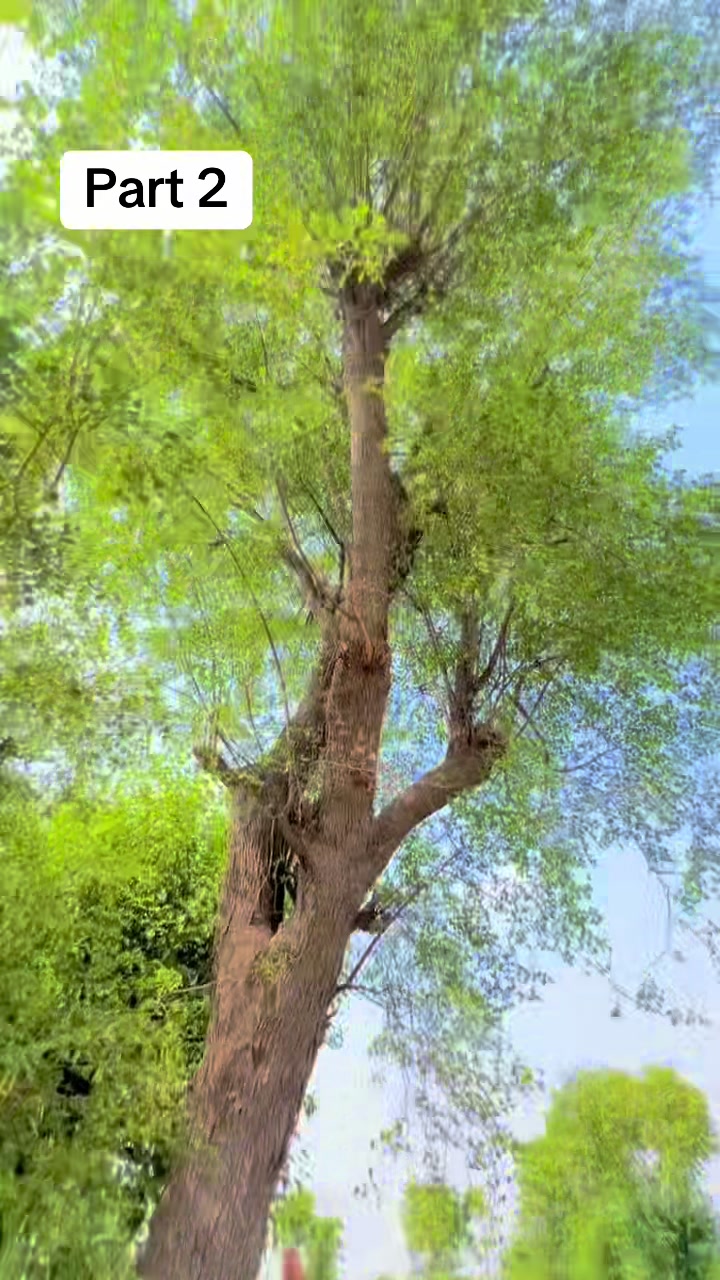 @پینڈو بوائز 378