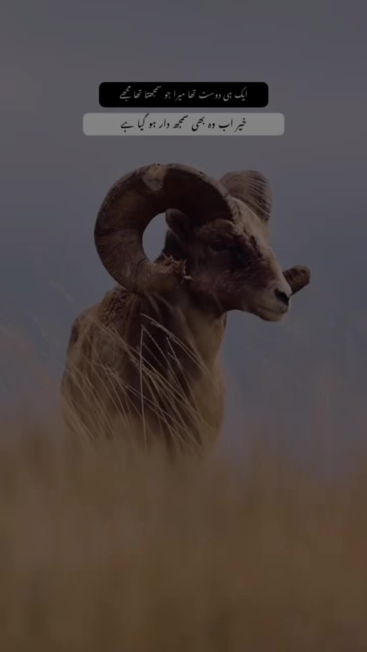 @𓆩𝕨𝕠𝕝𝕗_𝕒55𓆪