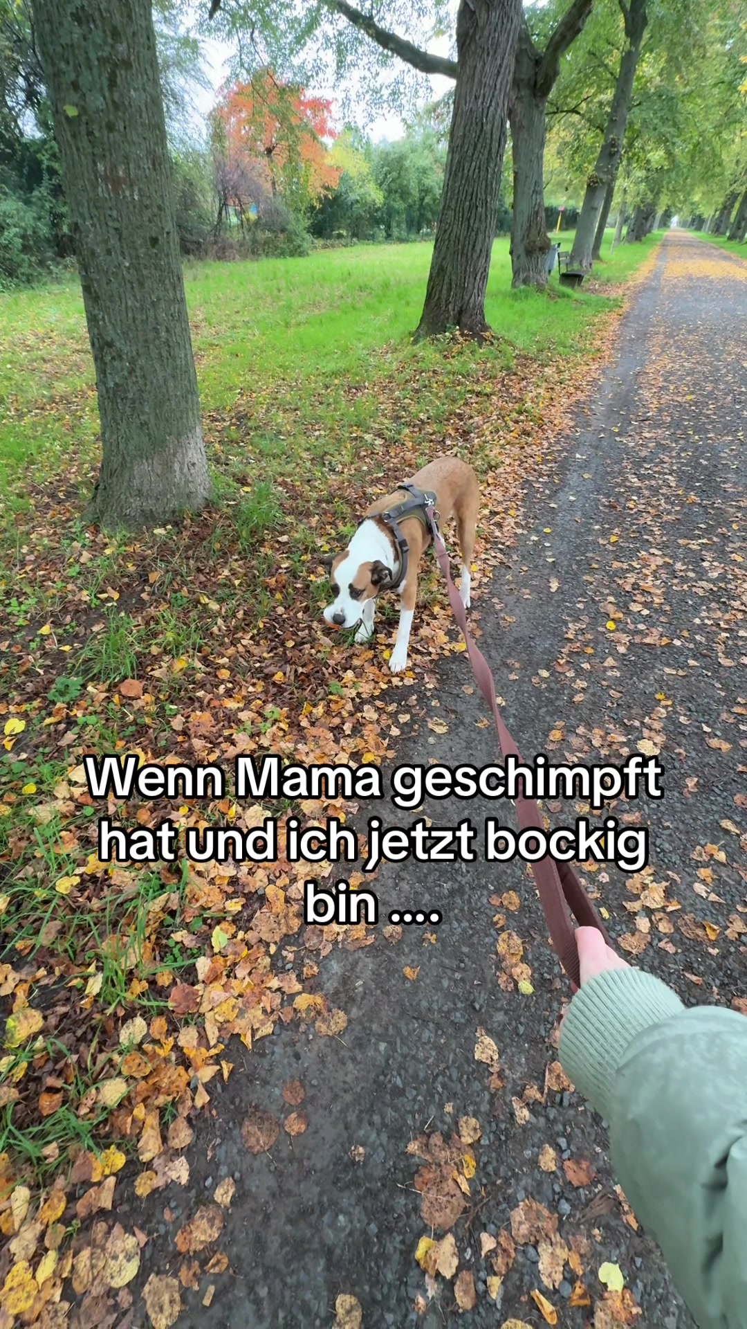 @Herr Dexti