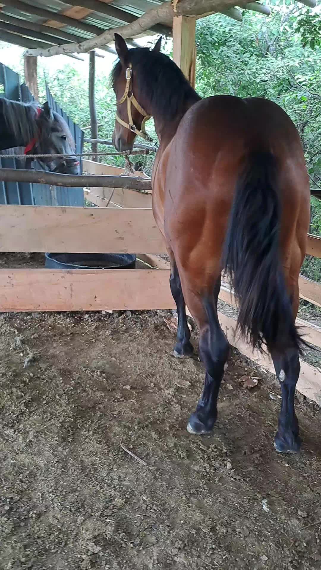 @Dascãlu Flöriñ