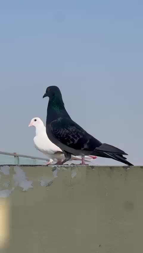 @Dr.virdisarpanch999