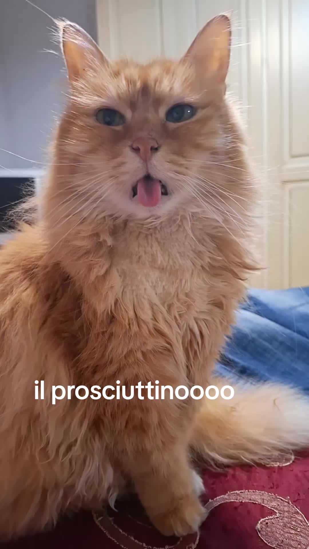 @lillipuziana-mora