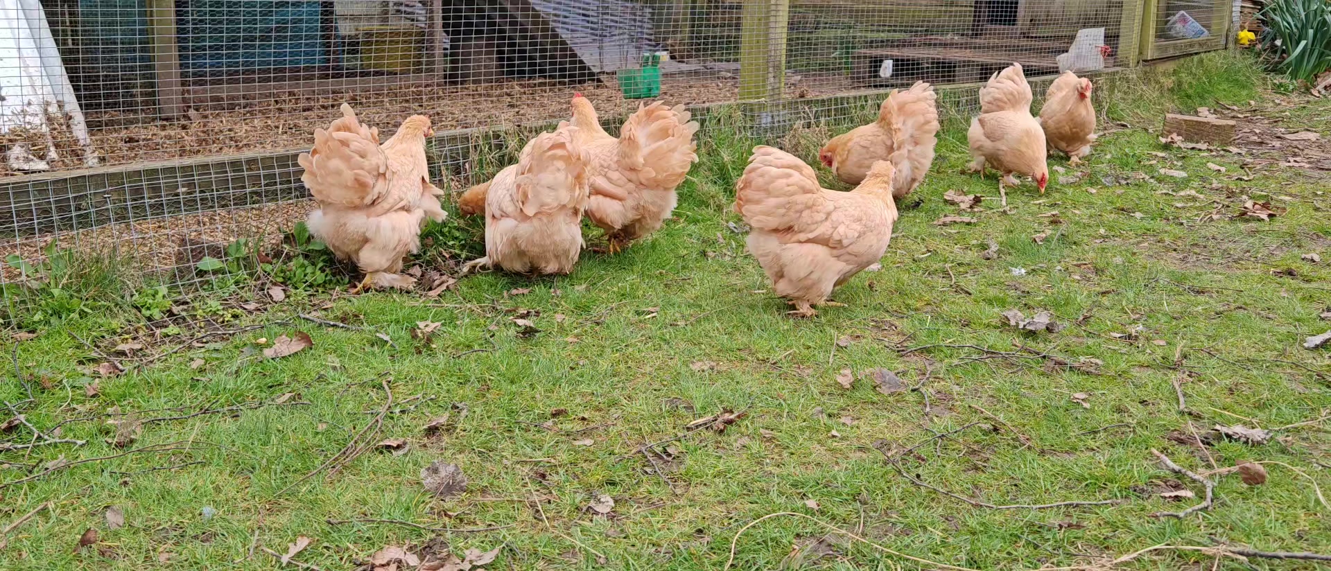 @Little Laying Chickens Shop