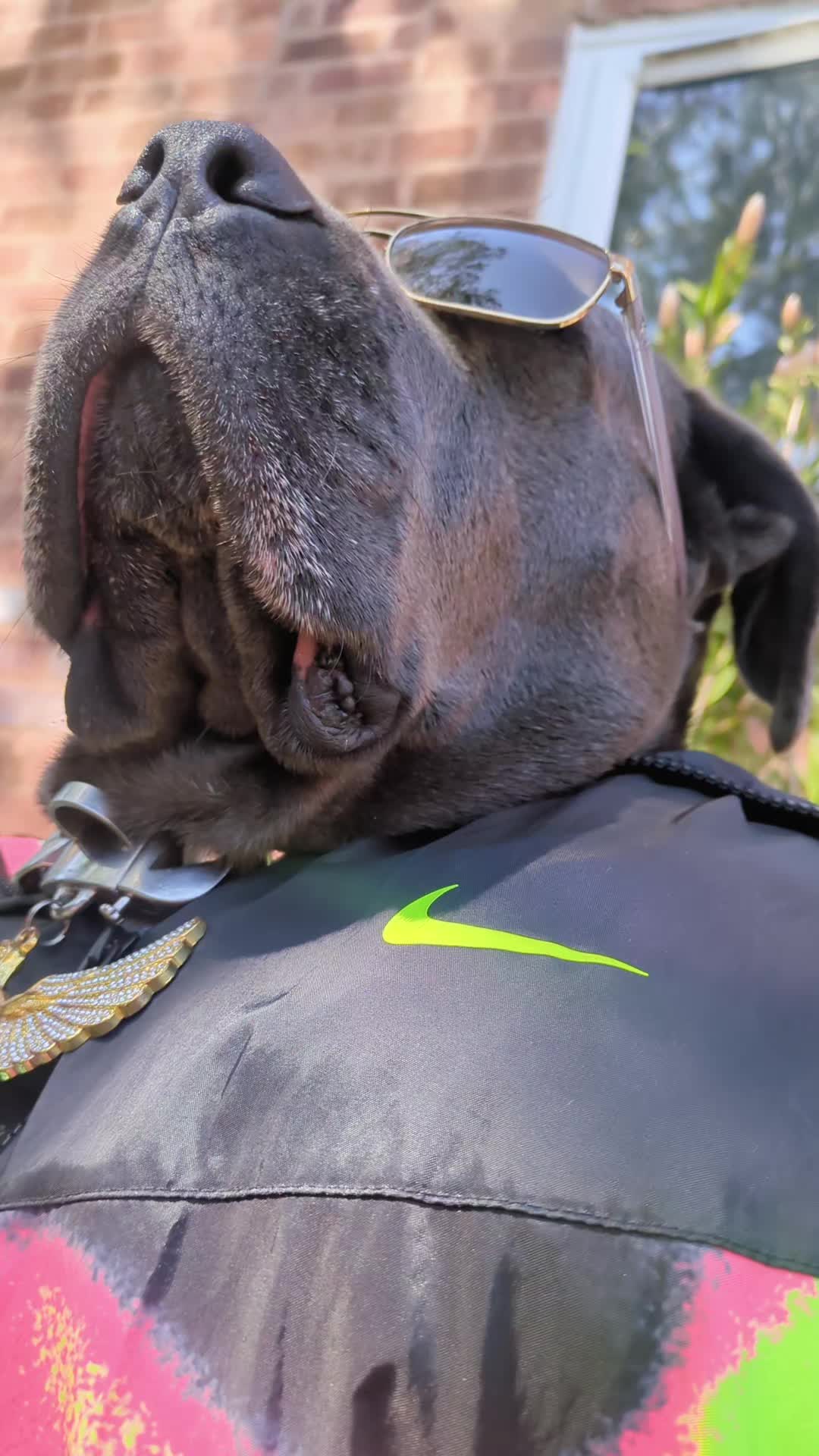 @mist_the_canecorso