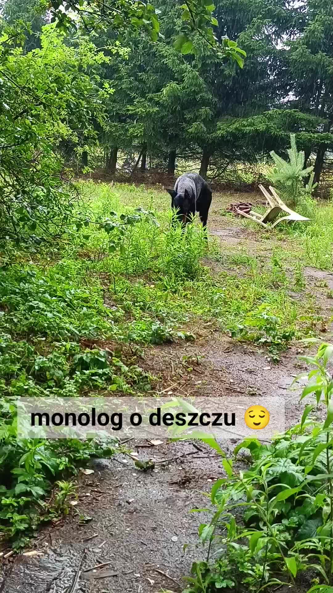 @🌪️ 𝗧 𝗔 𝗦 𝗠 𝗔 𝗡 🌪️
