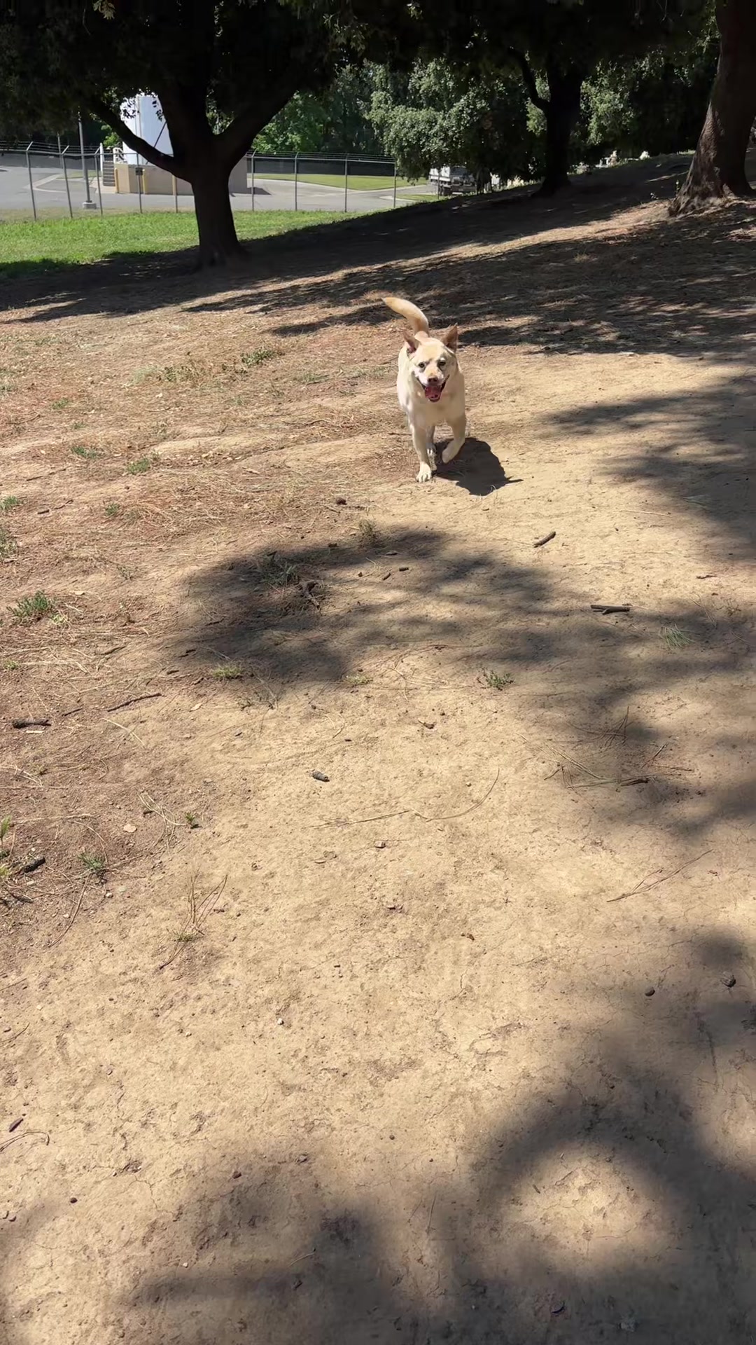 @preampetcare