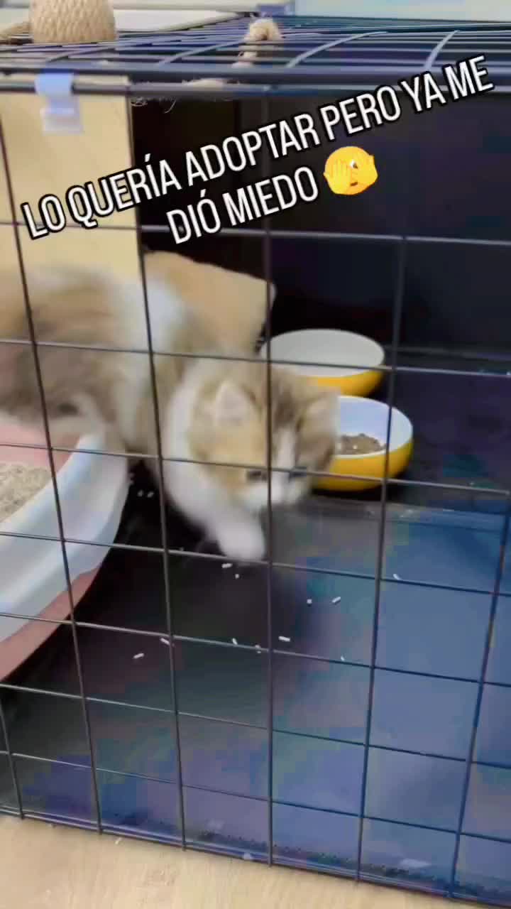 @elgatok