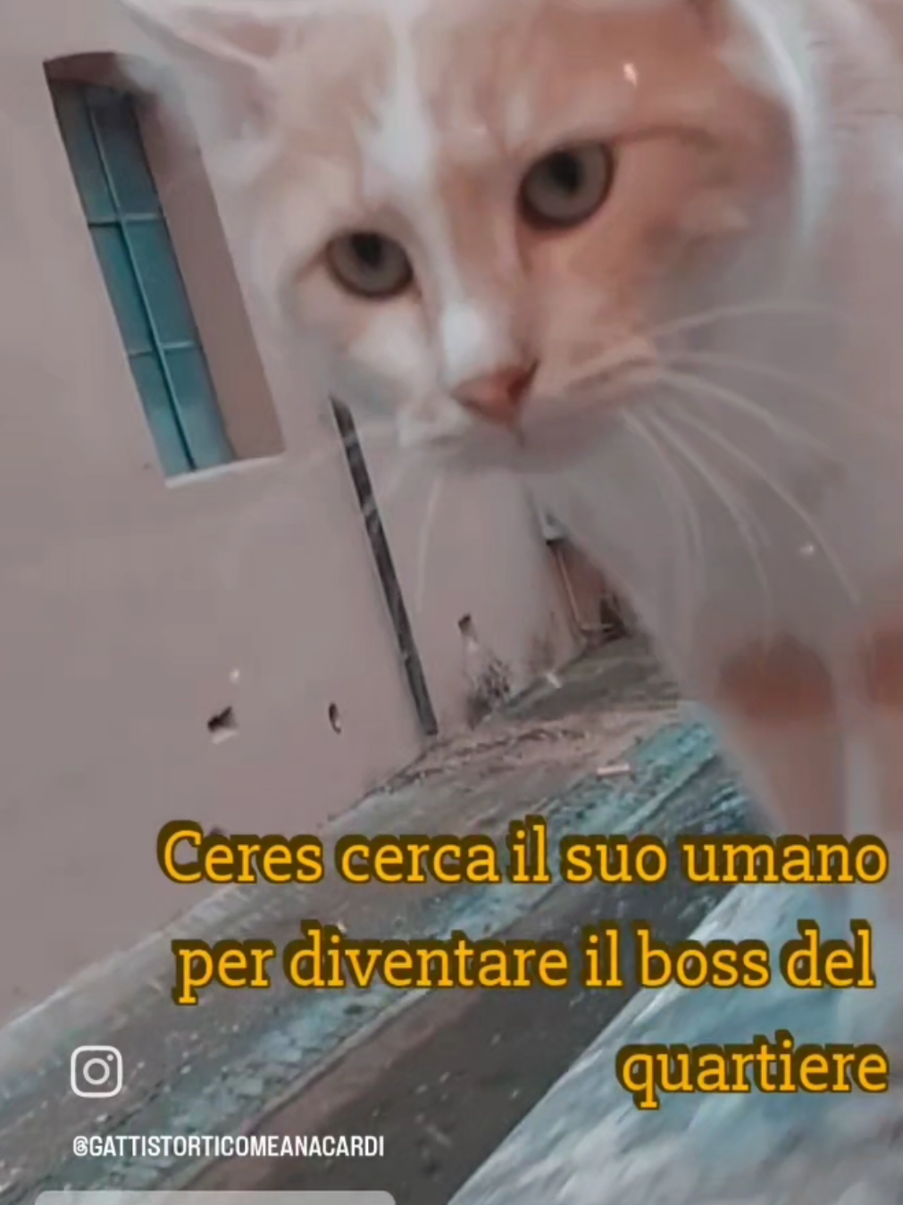 @Federica