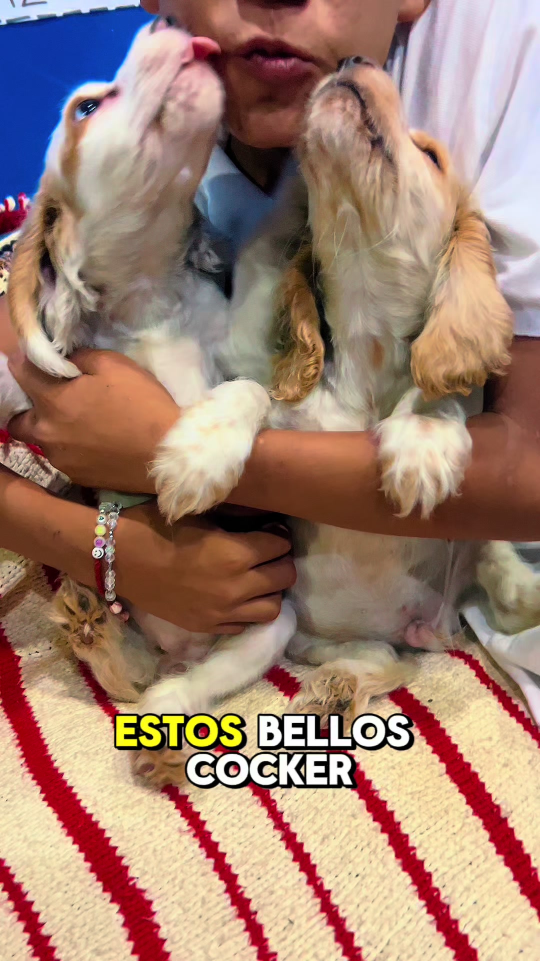 @vetus care kennel