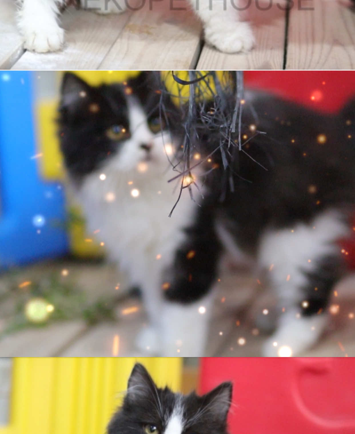 @Nekopethouse - Adopsi Kucing