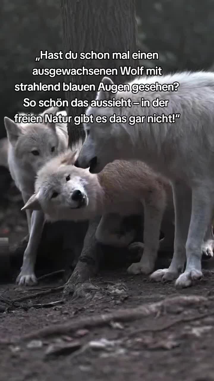 @schützt-den-wolf 🇦🇹